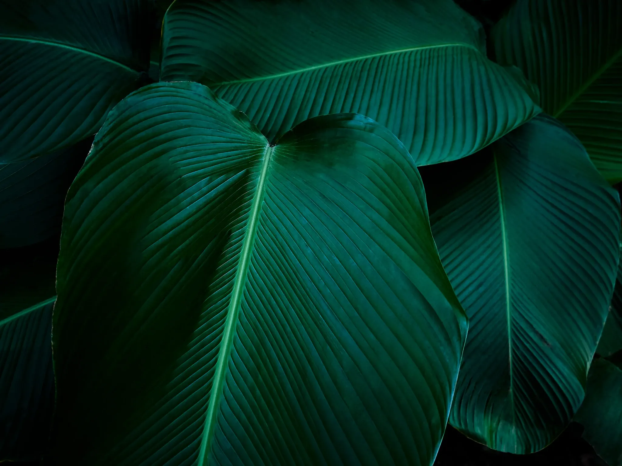Dark green tropical leaves forming the main Gud Vybs Spa hero background